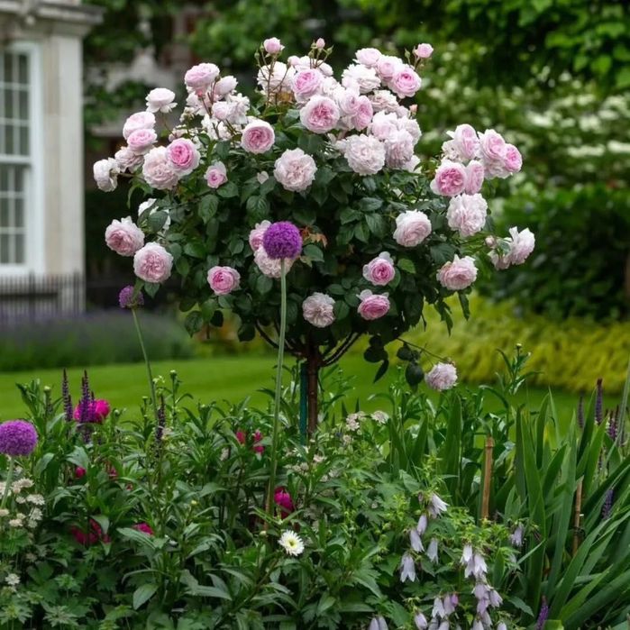 Продам штамповая розы