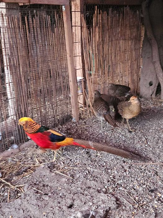 Vand fazan auriu pe rosu.