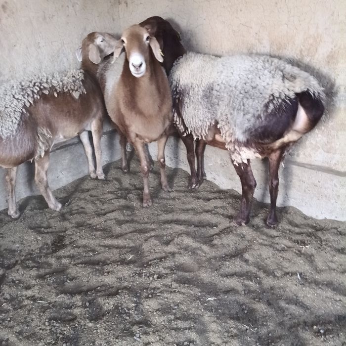 Арашан қойлар сатылады