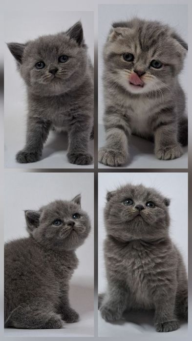 Шотландские котята