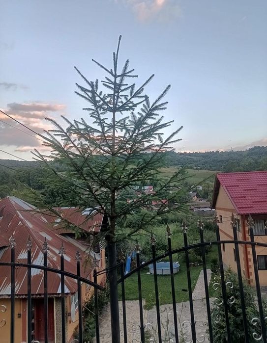 Brazi de nuntă dă evenimente