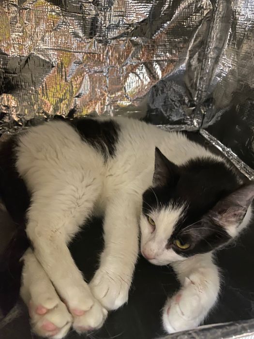 Котенце момче 6 мес