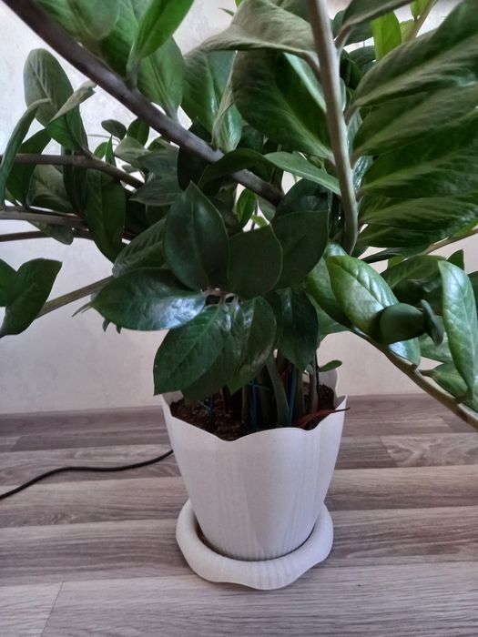 Продам замиакулькас (долларовое дерево)