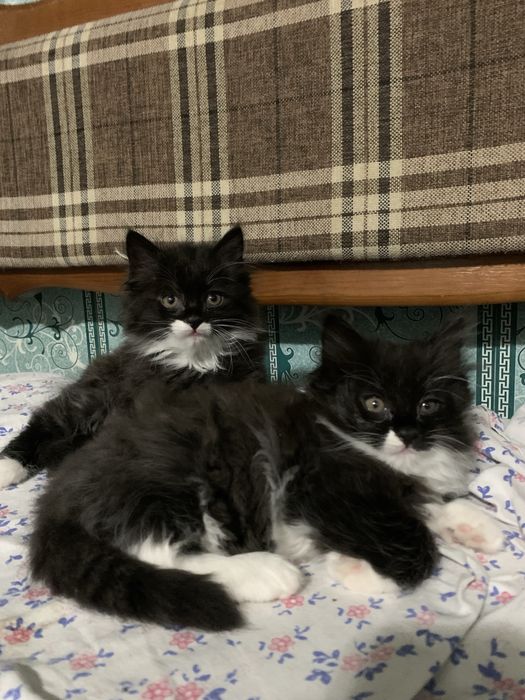 Отдаю котят в добрые руки!!!