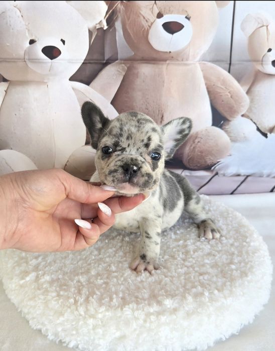 Френски булдог елитна кръвна линия момиче