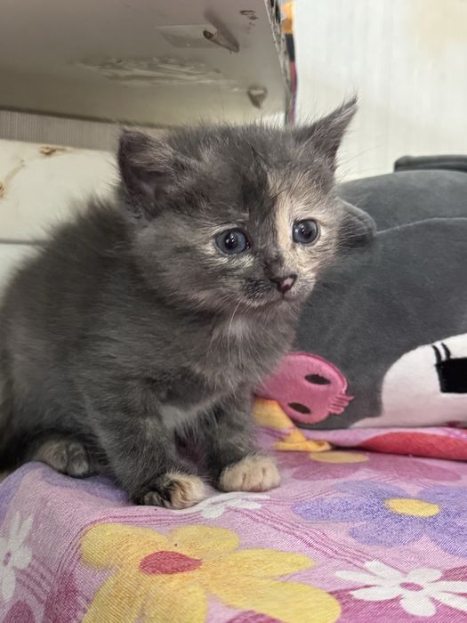 Котята отдам в добрые руки !