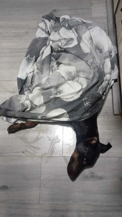 Доберман, 1,5 года