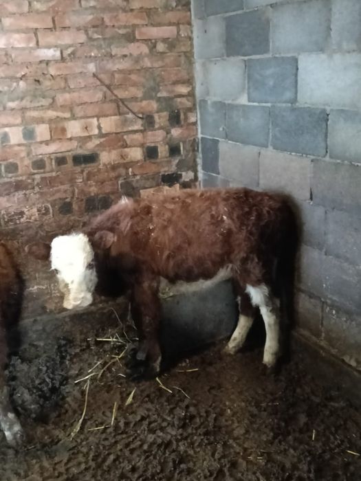 Продам Телят 2 штук