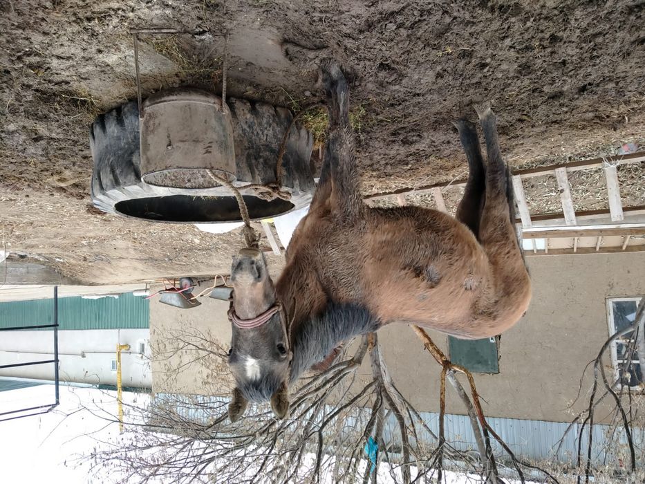 Құнан сатылады семіз байланған