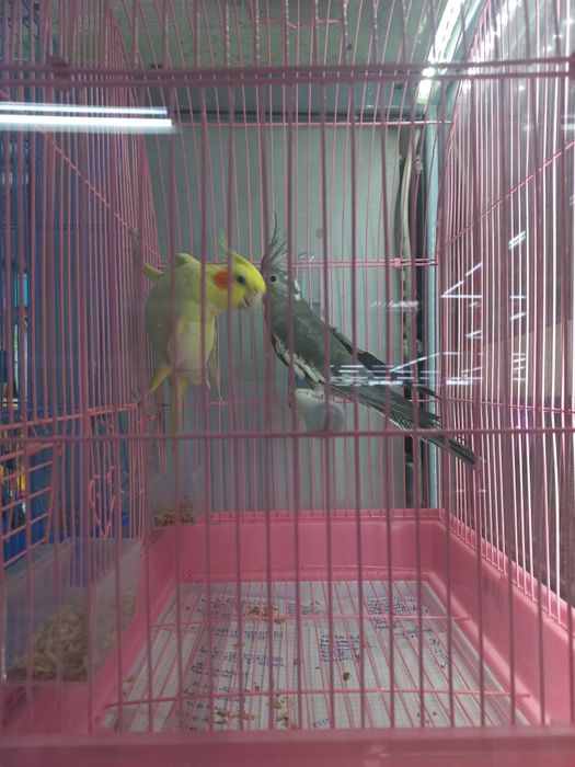 Карелла нимфа молодые