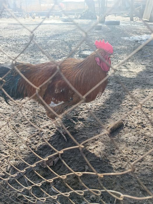 Продам 2 педуха кучински и барковски