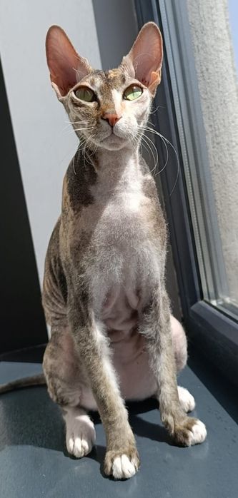 Потерялась кошка