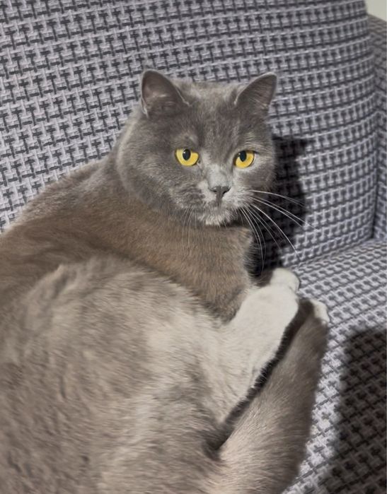 Продаю кошку в хорошие руки