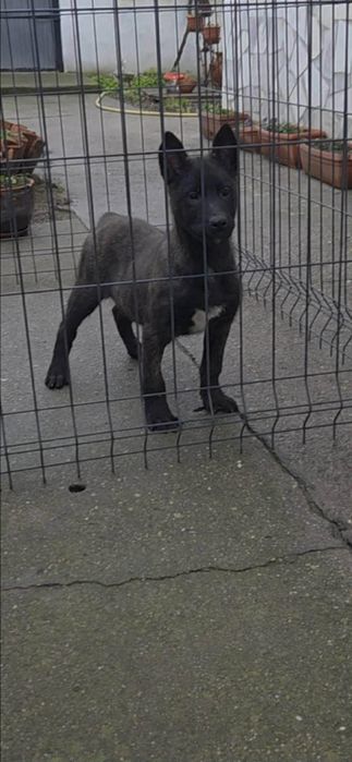 Белгидка овчарка