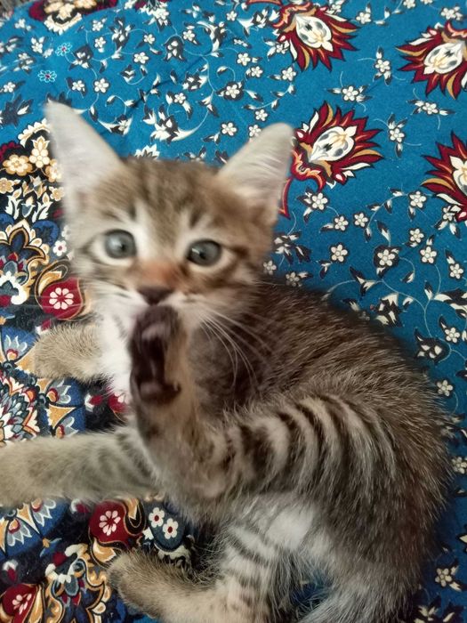 Отдам котенка хорошие руки