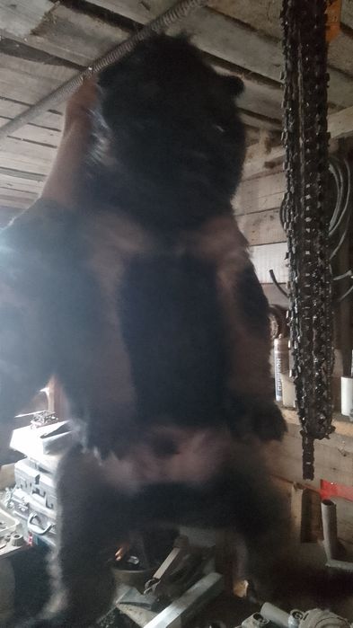 Продам два щенка