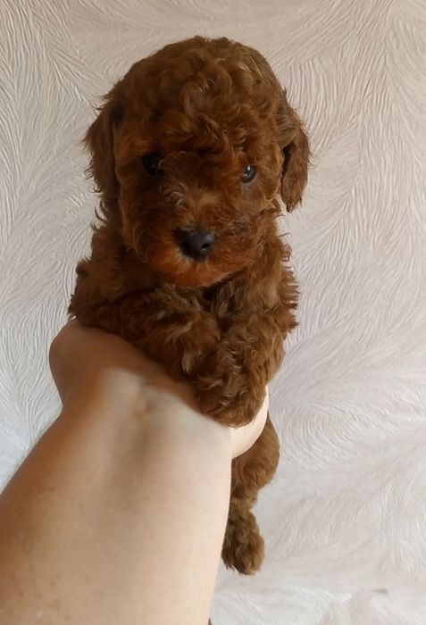 Шикарные малыши Той Пудель