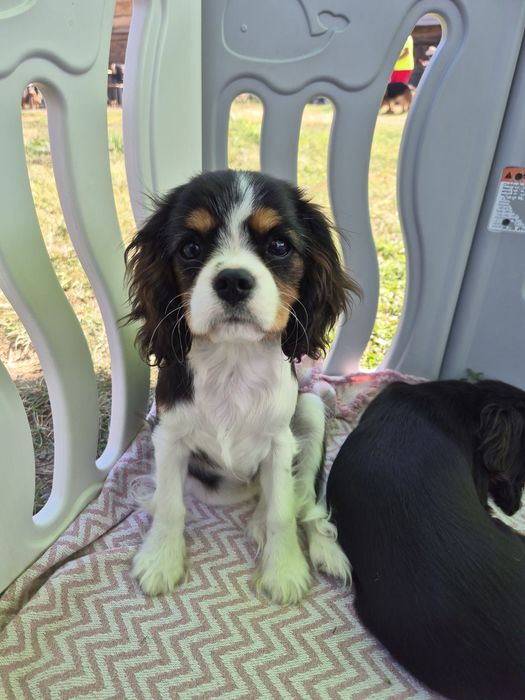 Cavalier king charles tricolor