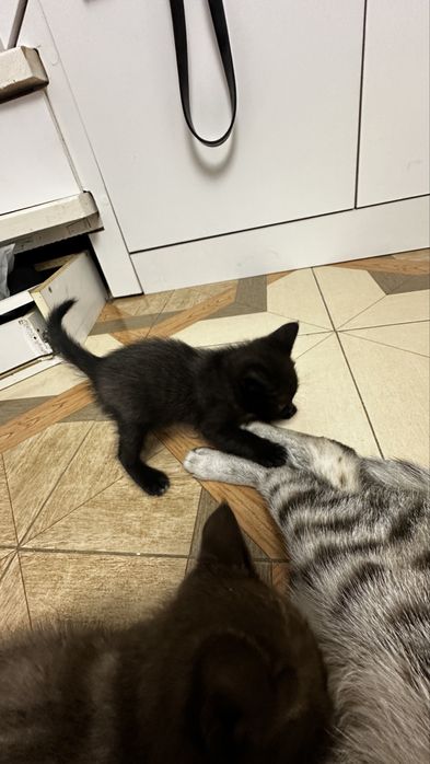 Отдам даром котят