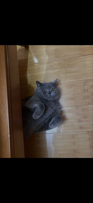 Отдадим кота в добрые руки