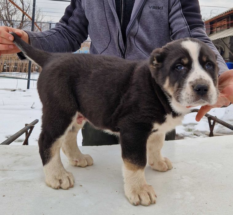 Продам шенков САО