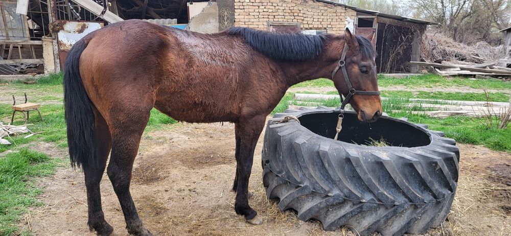 Ассалаумағалейкум құнан шығар таза қанды, мамырда 2 толады өте жуас