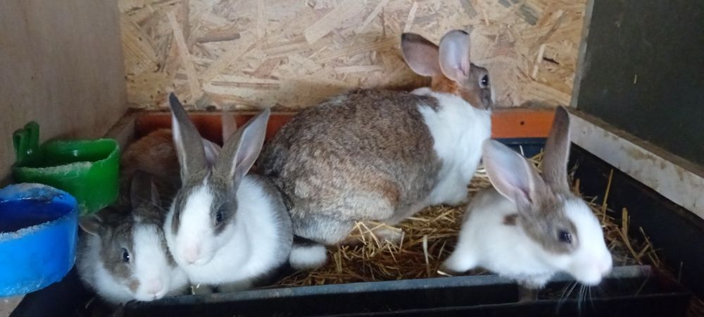 Iepurițe hicole cu pui de vânzare