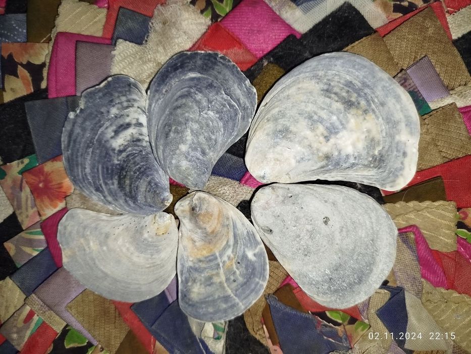 Ракушки натуральные