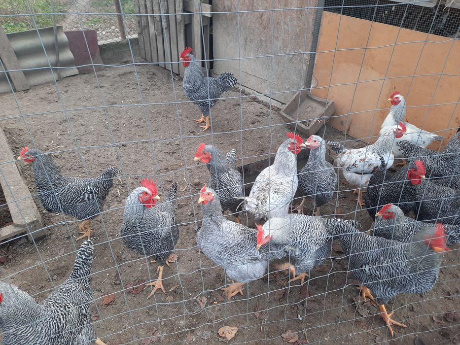 Vand cocosi rasa Plymouth,8 luni