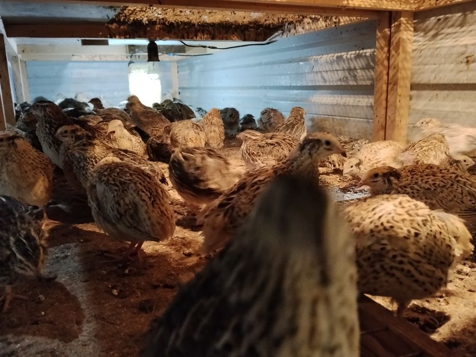 Bedana sotiladi yapon manjur