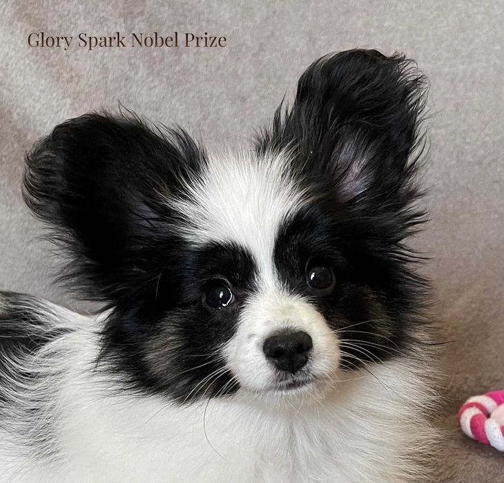 Чистокръвен папийон c родословие FCI