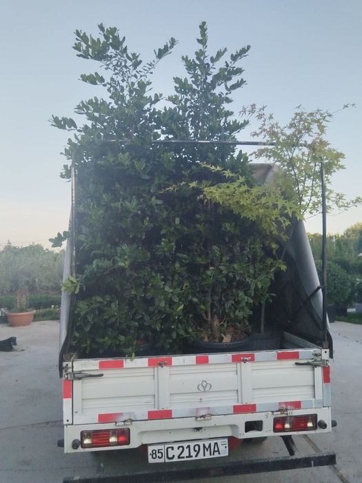 Changan T3 Сотилади нархини келишамиз