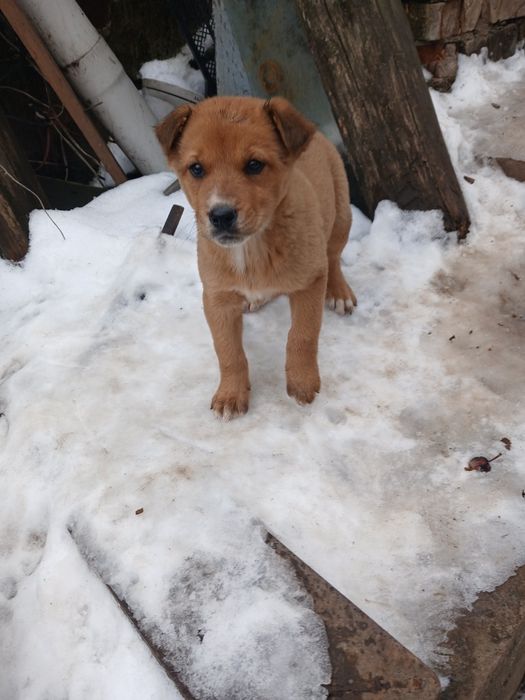 Щенки помесь доберман и ретривер.