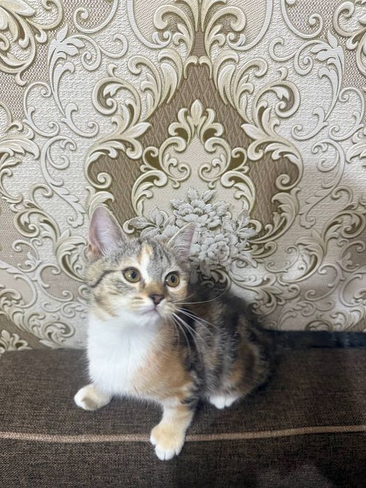 Котята  игривые в добрые руки