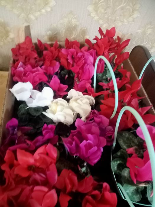 Продаются комнатные цветы