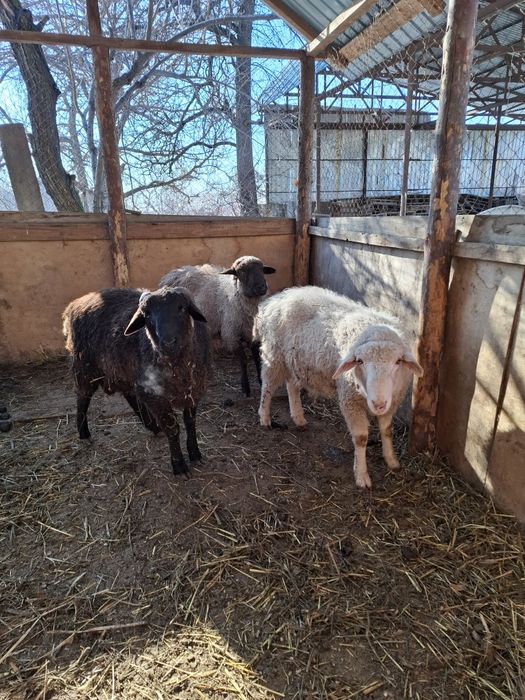 Продам баран Кой сатам