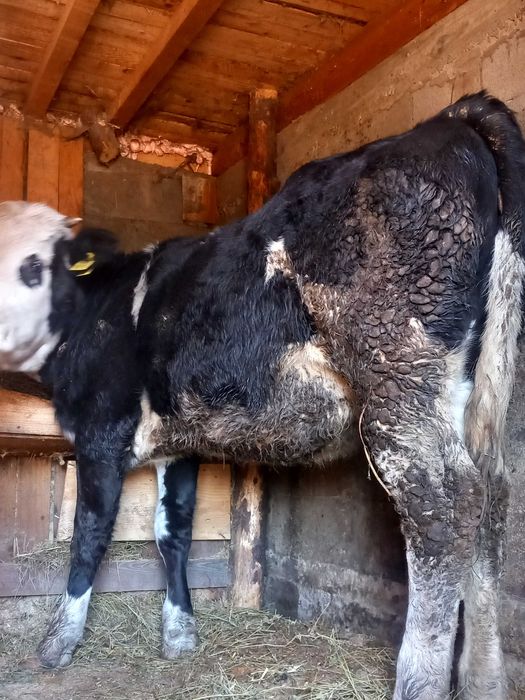 Vhnd junca junca buna de foarte buna mai multe detali la telefon