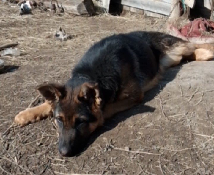 Продам немецкую авчарку