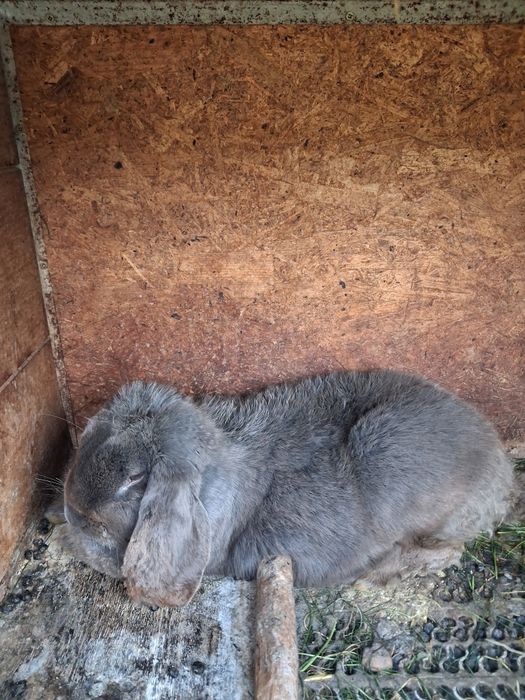 Iepurasi berbec german