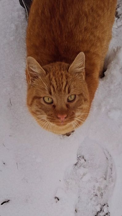 Dau doi motani in adopție