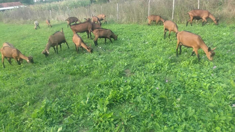 Vand berbec Carabas Sarbesc, tap Alpin Francez, si ied metis Sannen