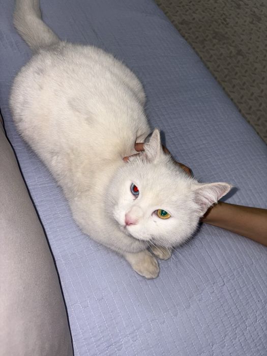 Продаётся белый кот с разными глазами