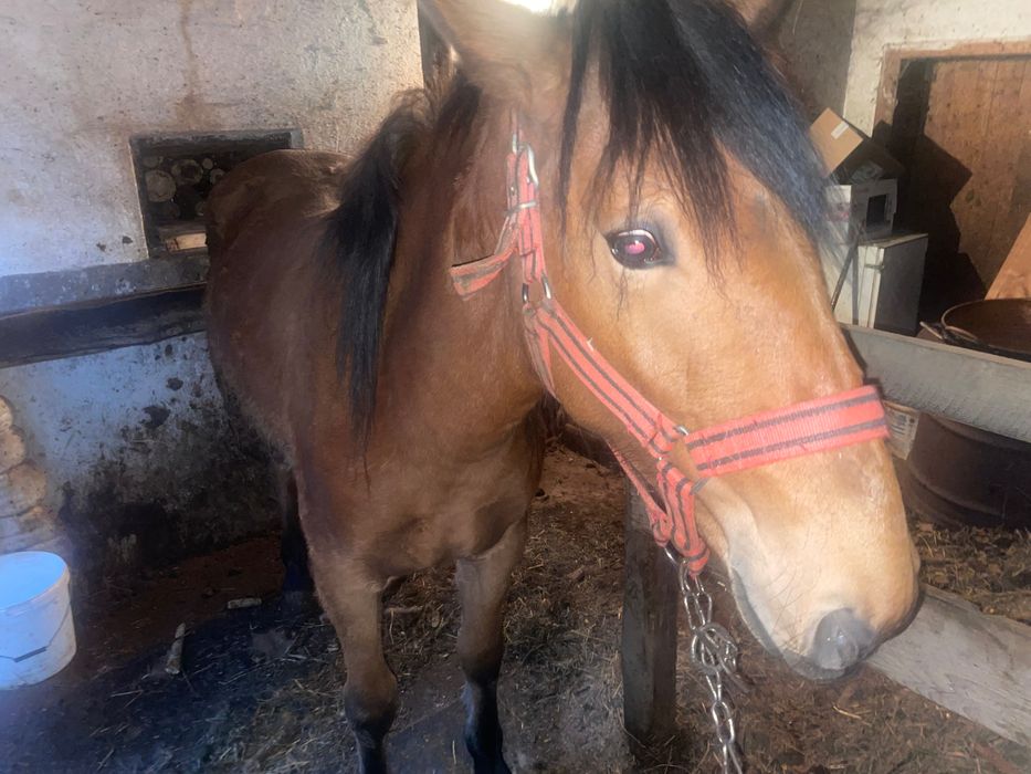 Mânză de 1 an si 7 luni