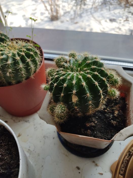 Домашние цветы комнатные