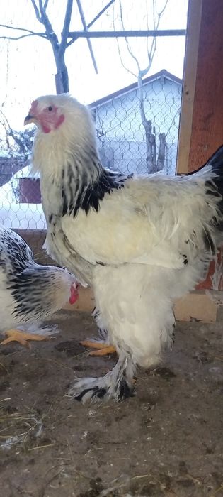3 cocoși disponibili