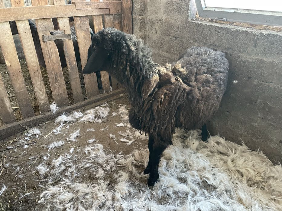 Кой сатылады семыз