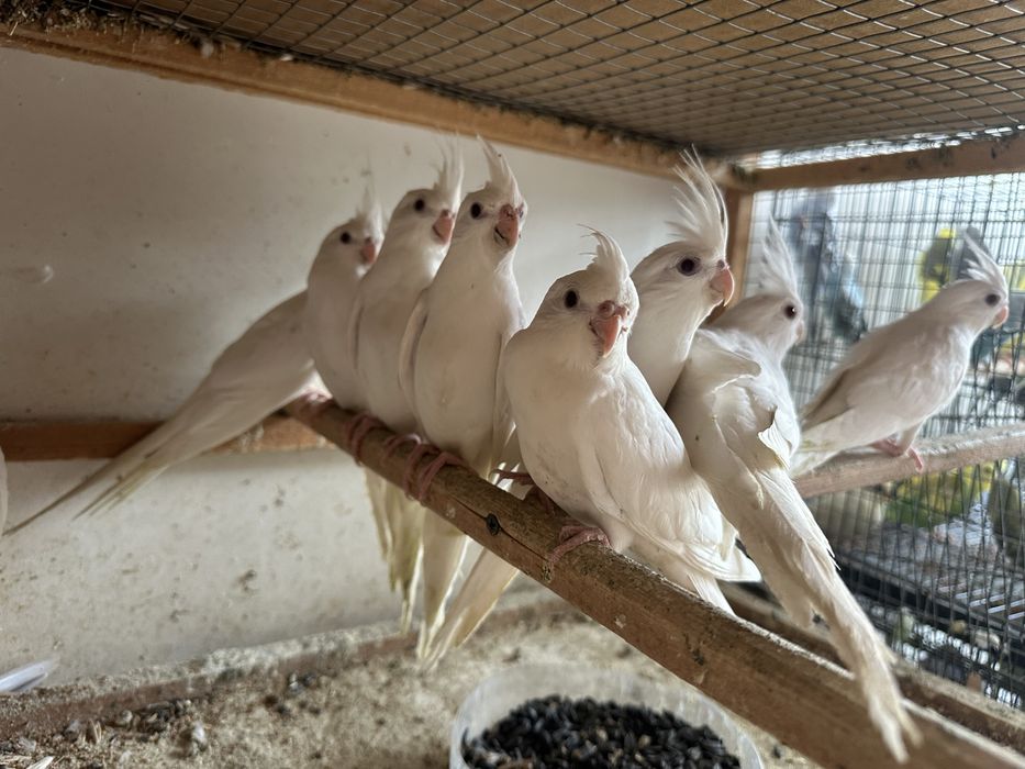 Продается попугай Кореллы