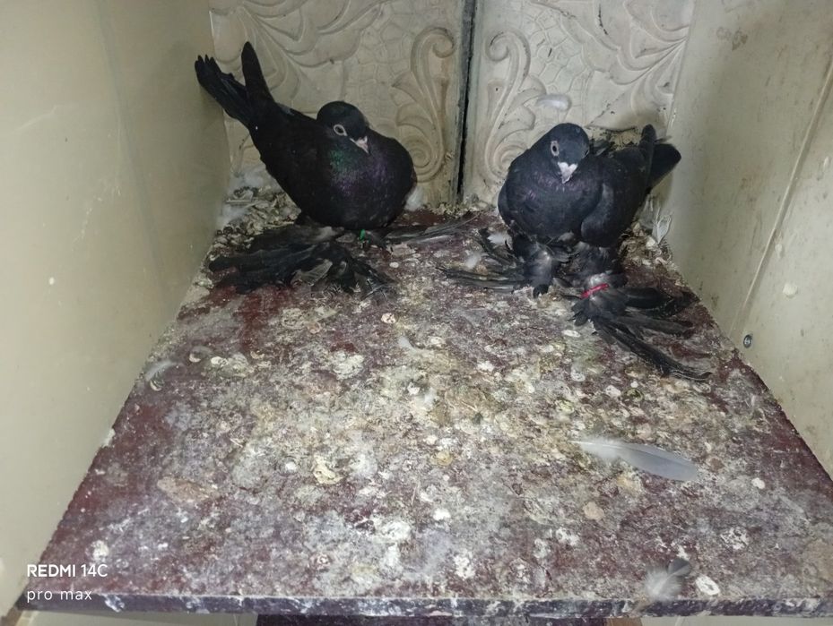 Голуби  Телеграмдан ёзинг