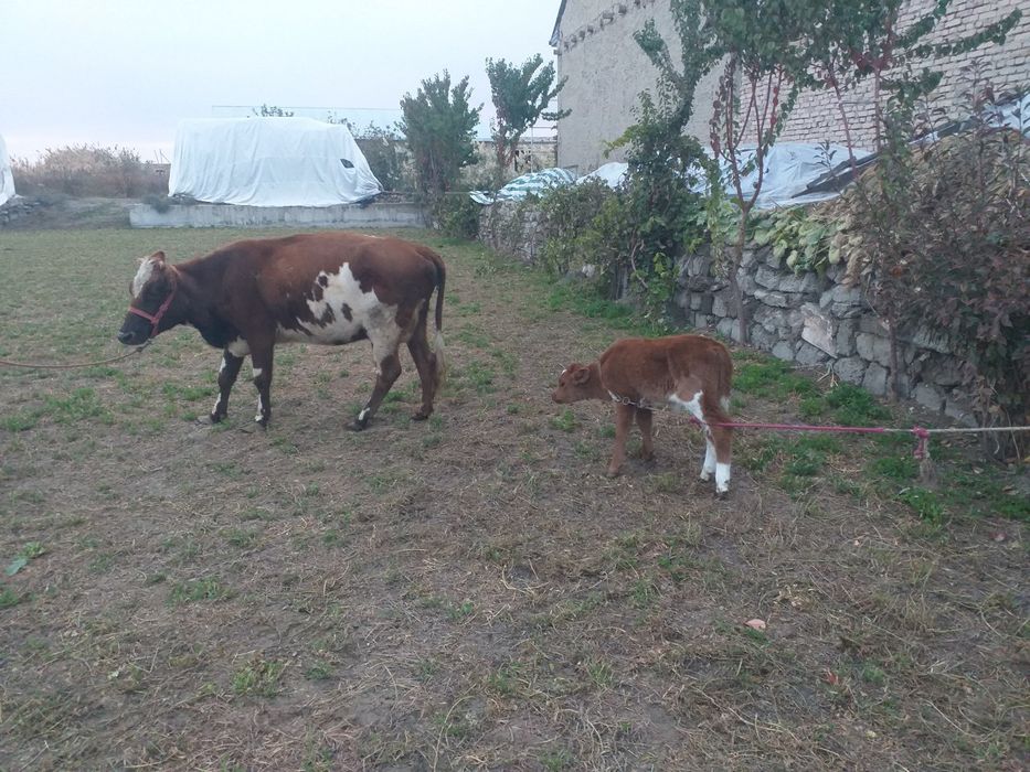 Ona bola sigir sotiladi barcha malumotlar telefon da