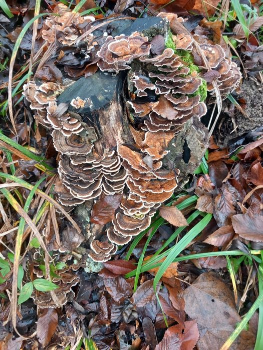 Ciuperca medicinala fomitopsis pinicola